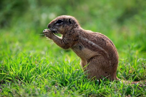 Cape ground squirrel (Xerus inauris), adult, alert, feeding, Mountain Zebra National Park, Eastern