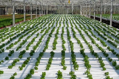 Agriculture, herb nursery, basil seedlings, growing in a greenhouse