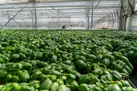 Agriculture, herb gardening, basil plants in pots, in a greenhouse