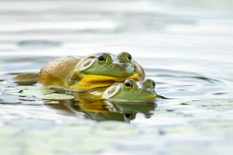 Bull frogs. Lithobates catesbeianus. Bull frogs mating. La Mauricie national park. Province of
