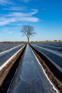 Agriculture on the Lower Rhine, early season, asparagus cultivation in spring, under plastic