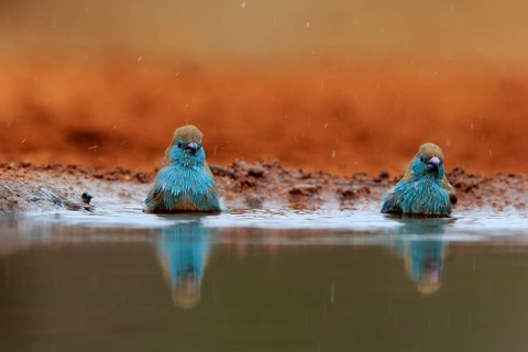 Angolan butterfly finch (Uraeginthus angolensis), blue-eared butterfly finch, adult, two birds, at