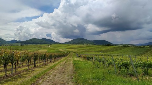 View over vineyards to the Palatinate Forest, Haardtrand, Southern Palatinate, Palatinate,