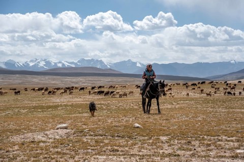 Traditional shepherd on horse with flock of sheep, plateau near Kumtor, Kara-Say, Tian Shan,