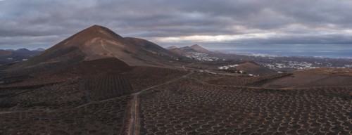 Grapevines growing in black volcanic soil in protected enclosed pits, La Geria, Lanzarote, Canary