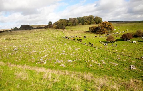 Fyfield Down national nature reserve, Marlborough Downs, Wiltshire, England, UK one of the