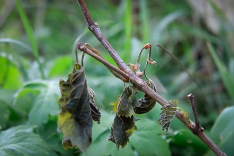 Late night frosts have led to severe frost damage in vineyards in the Elbe Valley. Due to the very