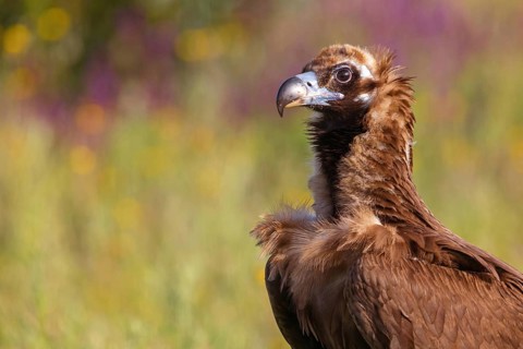 Monk Vulture, Monk Vulture, Black Vulture, (Cinereous Vulture), Aegypius monachus, Vautour moine,