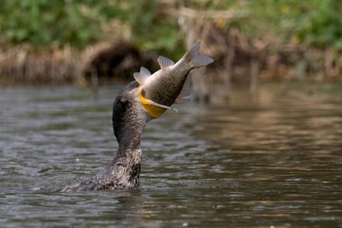 A great cormorant (Phalacrocorax carbo) devours a perch, Hesse, Germany, Europe
