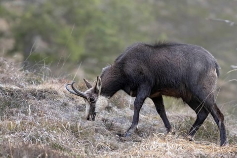 Chamois (Rupicapra rupicapra) feeding, Austria, Upper Austria, Totes Gebirge, Europe