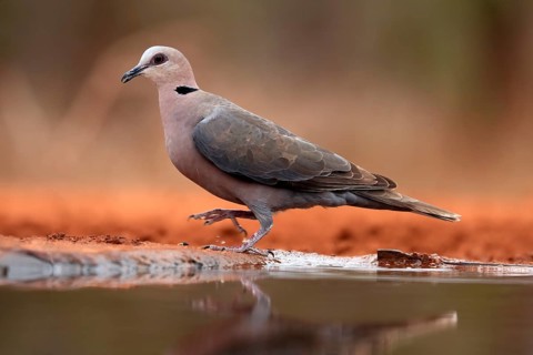 Red-eyed dove (Streptopelia semitorquata), Red-eyed Dove adult, at the water, Kruger National Park,