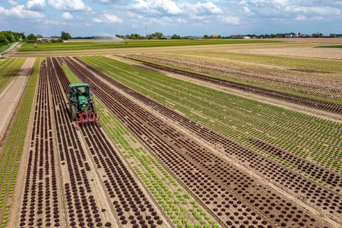 Farmer working a field with different heads of lettuce, in different stages of growth, weeds are