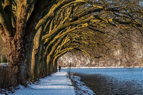 Winter, snowy landscape, winter walk at Lake Baldeney, plane tree avenue, lakeside path, at Haus