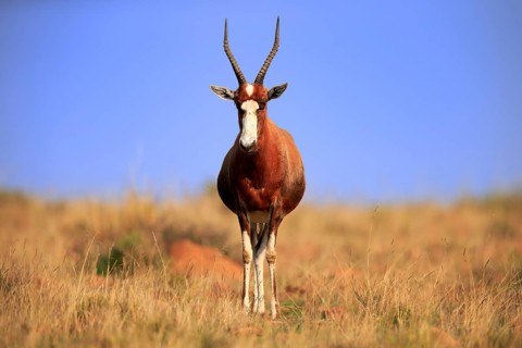Bontebok (Damaliscus pygargus), adult, alert, foraging, Mountain Zebra National Park, South Africa,