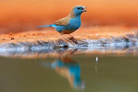 Blue waxbill (Uraeginthus angolensis), Angola butterfly finch, adult, at the water, Kruger National