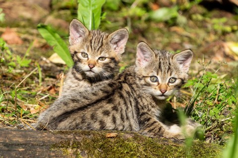 Two tabby kittens sitting in the forest on mossy ground, surrounded by grass and leaves, wildcat