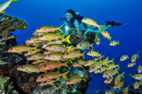 Diver Diver looking at yellowfin goatfish (Mulloidichthys vanicolensis) Yellowtail mullet, Pacific