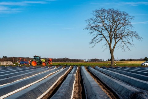 Agriculture on the Lower Rhine, early season, asparagus cultivation in spring, under plastic