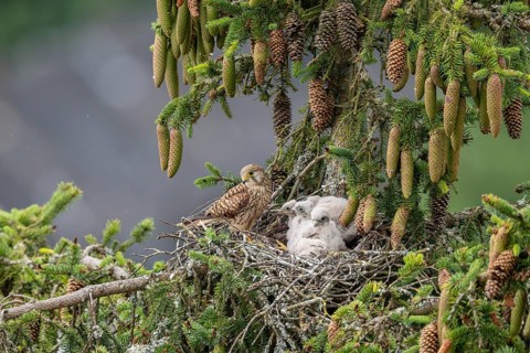 Common kestrel (Falco tinnunculus), female adult bird with young birds not yet ready to fly in the