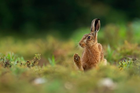 Brown hare (Lepus europaeus) adult animal stretching its front foot in a farmland field in the