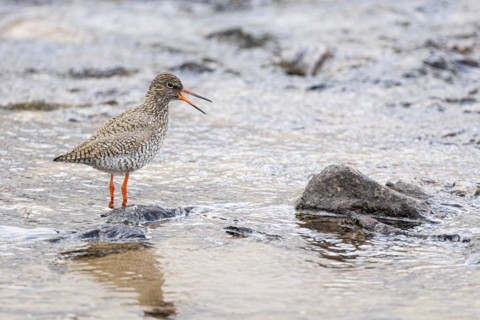 Common redshank (Tringa totanus), adult bird on a stone in the water calling with open beak,