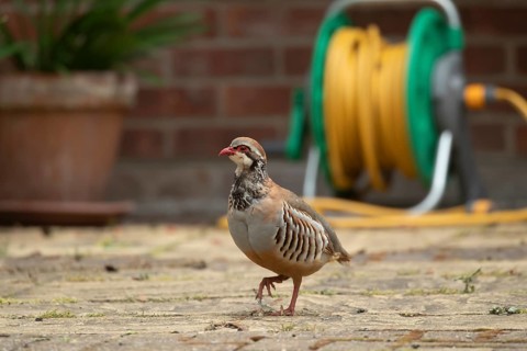 Red legged partridge (Alectoris rufa) adult bird on a urban garden patio, Suffolk, England, United