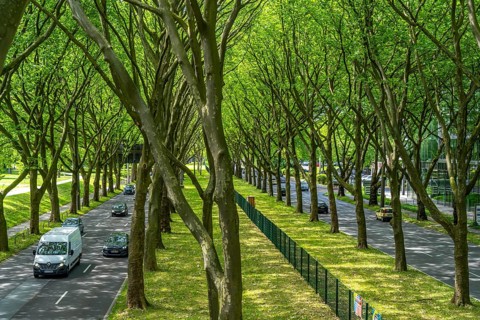 The B1, Rheinlanddamm StraÃŸe in Dortmund, an avenue of plane trees, two-way traffic in both