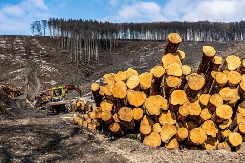 Cleared forest area north of the village of Öventrop, district of Arnsberg, dead spruce stands were