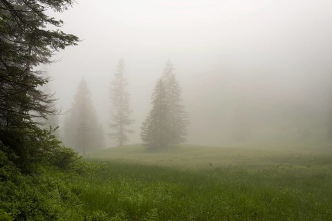 Hühnermoos on a cloudy day with fog, a high moor at Söllereck near Oberstdorf, AllgÃ¤u Alps,