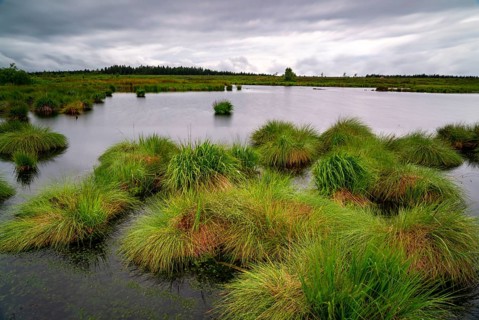 The High Fens, Brackvenn, raised bog in Wallonia, Belgium, on the border with Germany, Europe