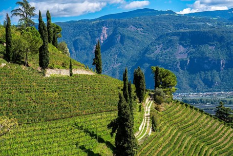 Landscape in the Adige Valley, in South Tyrol, above the village of Tramin, vineyards dominate the