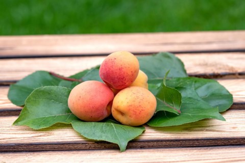 Apricot (Prunus armeniaca 'Tardicot'), Cambridge Botanical Garden, Germany, Europe