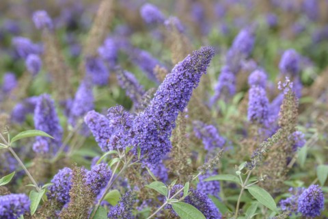 Summer lilac (Buddleja davidii 'Ellen's Blue'), BS SÃ¤mann, Bautzen, Saxony, Germany, Europe