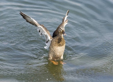 Duck with Outstretched Wings on the Water in a Sunny Day in Locarno, Ticino, Switzerland, Europe