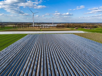 Asparagus fields, asparagus stems under foil, for faster growth, in the background foil greenhouses