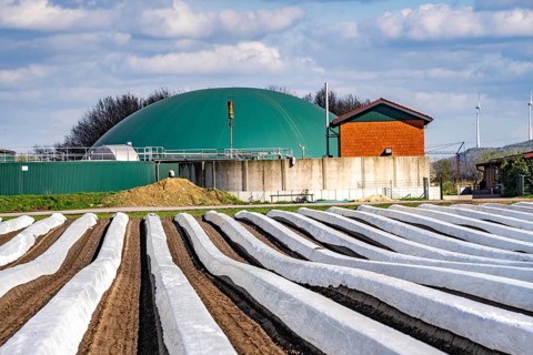 Asparagus fields, asparagus stems under foil, for faster growth, biogas plant on a farm, near