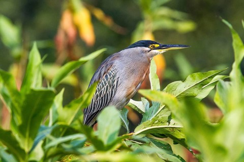 Rufescent tiger heron (Tigrisoma lineatum), South Africa, Africa