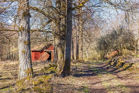 Red wooden shed in a deciduous forest in spring