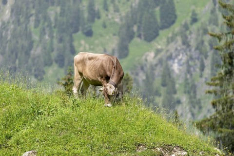 AllgÃ¤u Brown Swiss cattle (Bos primigenius taurus), Untere Luegenalpe in Oytal, AllgÃ¤u Alps,