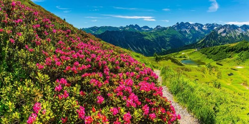 Alpine rose blossom, panorama from the Fellhorn over the Schlappoldsee and mountain station of the