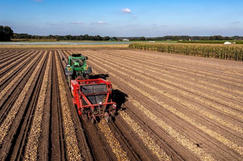 Potato harvest, so-called split harvesting method, first the tubers are taken out of the ground