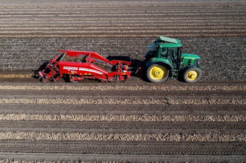 Potato harvest, so-called split harvesting method, first the tubers are taken out of the ground