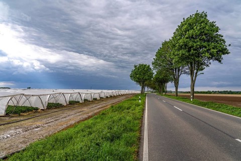 Agriculture, large areas with foil tunnel, for the cultivation of strawberries, south of Lövenich,