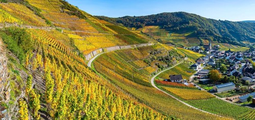 Vineyards in autumn, MayschoÃŸ, Ahr valley, red wine of the Pinot Noir and Portugieser grape is