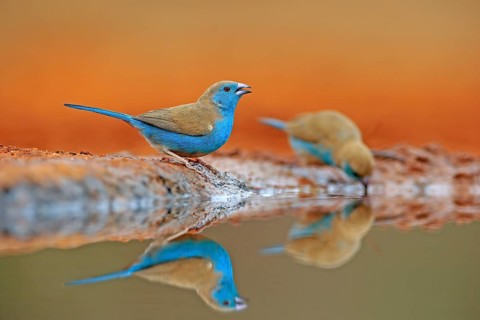 Blue-winged Oriole (Uraeginthus angolensis), Angola Butterfly Finch, adult, two birds, at the