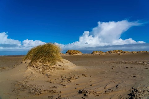 Dune landscape, sand dunes, dune grass in the west of Borkum, island, East Frisia, winter, season,