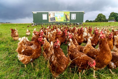 Chickens in a meadow, mobile housing, free-range chickens, free-range eggs, north of