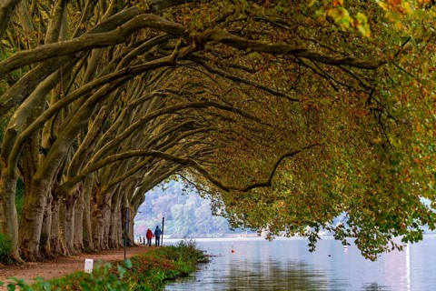 Platanen Allee, Weg am Lake Baldeney, near Haus Scheppen, in Essen, autumn, North Rhine-Westphalia,