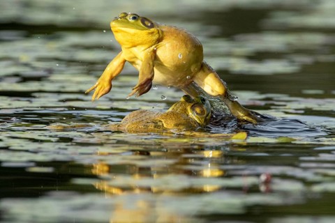 Bull frogs Lithobates catesbeianus. Male bull frog jumping on another male for a territorial fight