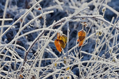 Blackberry (Rubus sect. Rubus) covered with hoar frost, North Rhine-Westphalia, Germany, Europe
